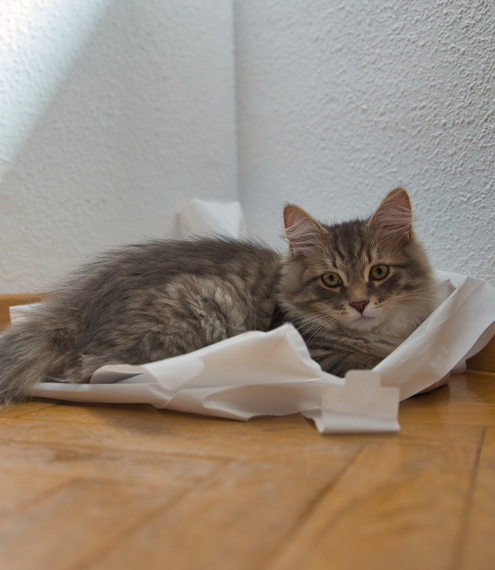 cambios de comportamiento en gatos